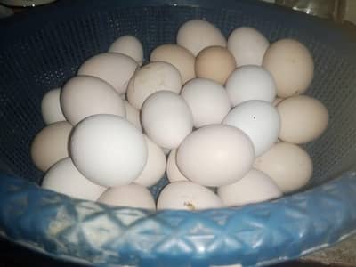 Desi egg Available Ghar ki murghi ka khalis egg 03265439041