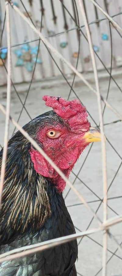 Aseel Lasani Patha Best Quality