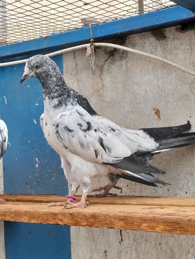 Teddy pigeon |  golden pigeon | کبوتر | Golden | Kabotar | pigeon Sale