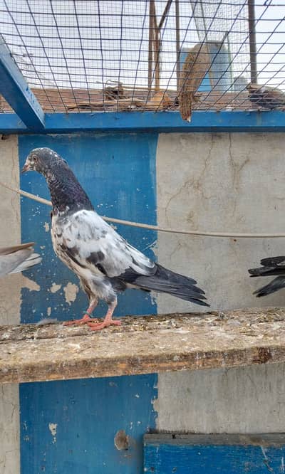Teddy pigeon |  golden pigeon | کبوتر | Golden | Kabotar | pigeon Sale