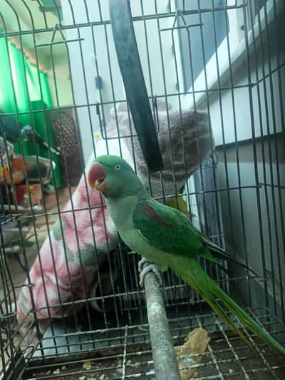 Raw breader FEMALE.  Age 5 yeas.