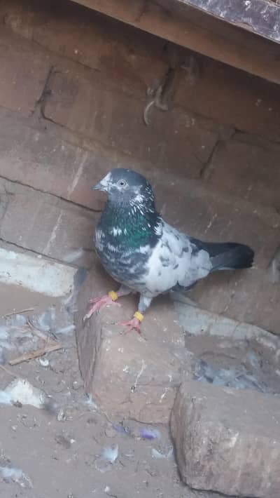Per piece Breeder pigeon for sale. 0327 6233046 .