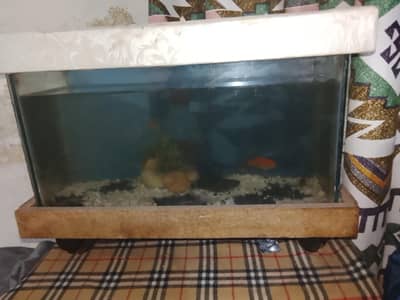 Fishes with 2 Aquariums