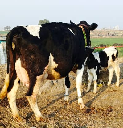 Cow / Gay / Jersey Cow / Gaee / گائے / فروخت کے لیے گائے