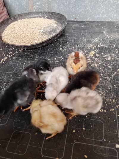 Thai caross aseel chicks 03014237451 call me