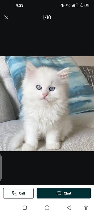 Persian cat for sale male or female my WhatsApp 0329=75=52=620