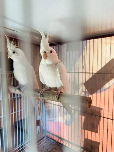 Cocktail Breeder pair