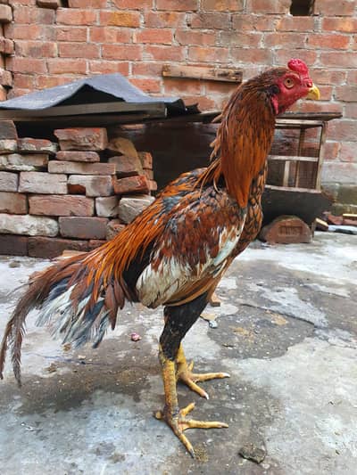 Mianwali Aseel Pair (Home Breed) - For Sale