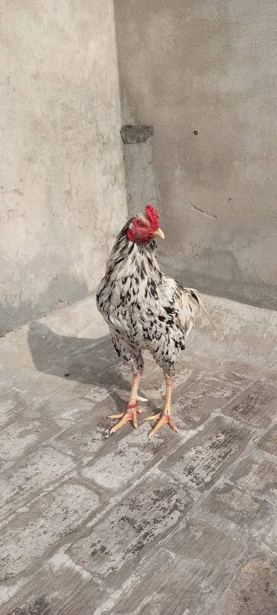 Cheena Aseel male and females