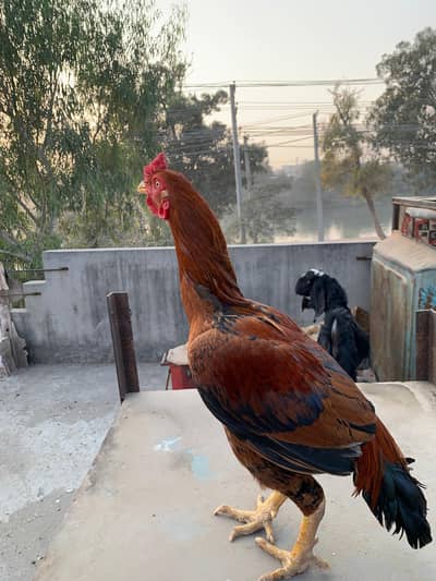 Pakistani Aseel pair affordable price