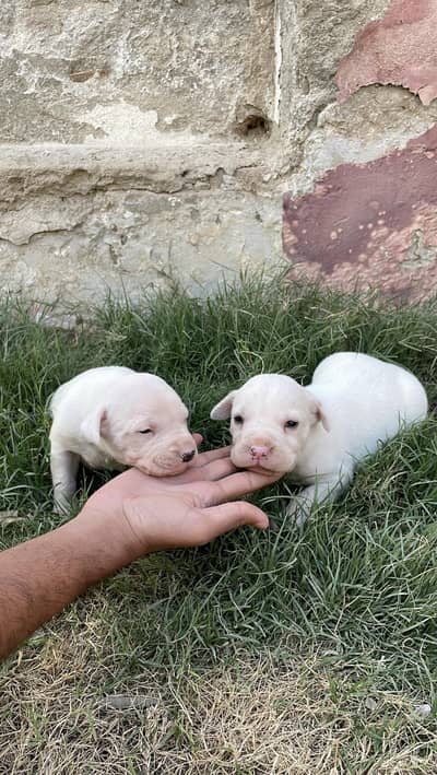 gultair puppy's0322_6658_743