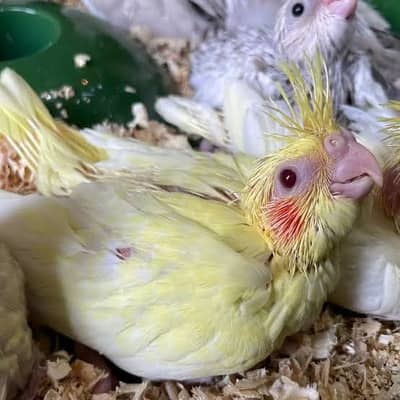 Cocktail Chicks And Vpied Cocktail Female