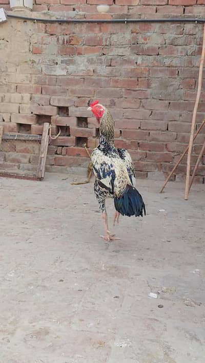 aseel thai and madi parah pair 100% healthy and active