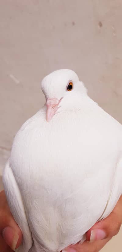 2 Double Coloured Eye White Male and Friendly Male