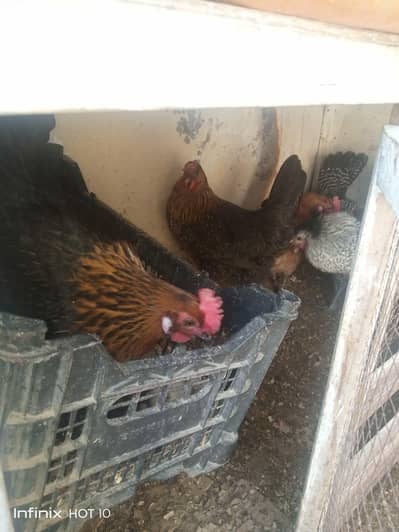 golden miri eggs lying hen avilsble