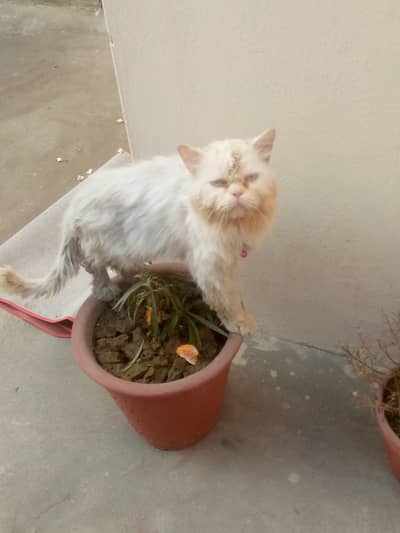 Urgent sale for cute cat