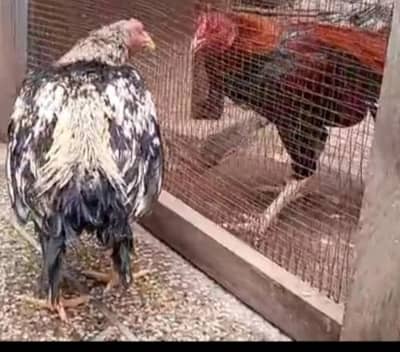 Amroha and mianwali cross