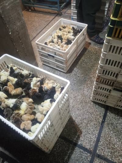 Golden Misri Australorp lohman brown broiler