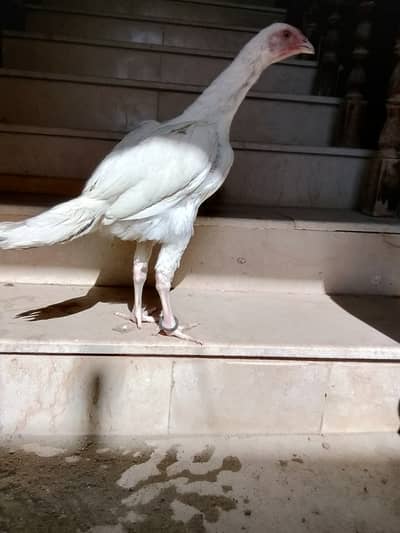 High quality Heera pair