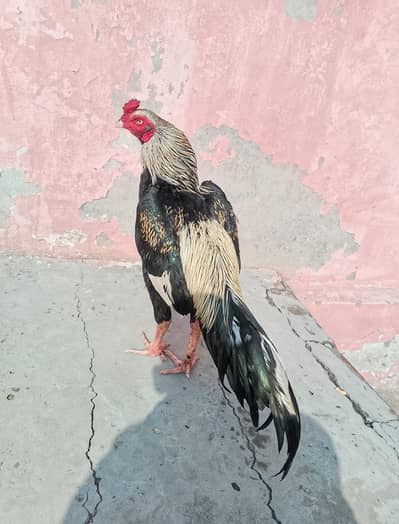 Pure Aseel murga for sale  | aseel  young patha