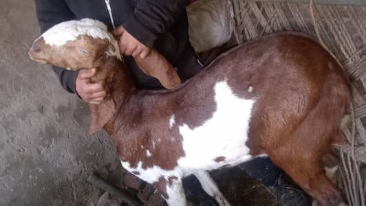 canfarm gaban 3.5 Pura dasi path ha 03220403/154