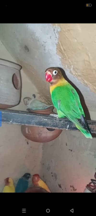 love birds for sale  rate 5500 sab ka