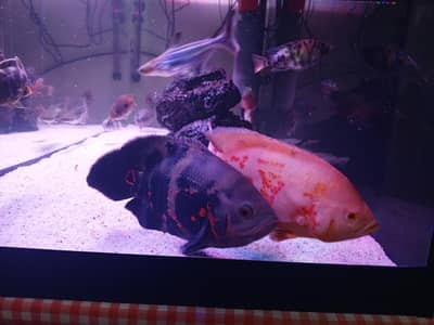 Tiger and Albino Oscar