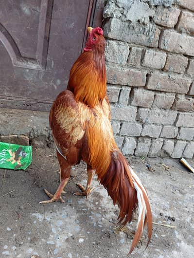 2minwali murgha for sale outclass chiz h 