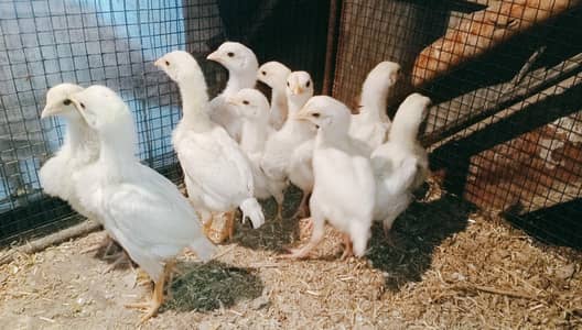 pure heera breed chicks 03324997411