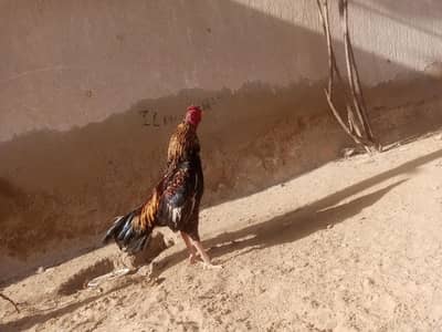 aseel mianwali black jawa