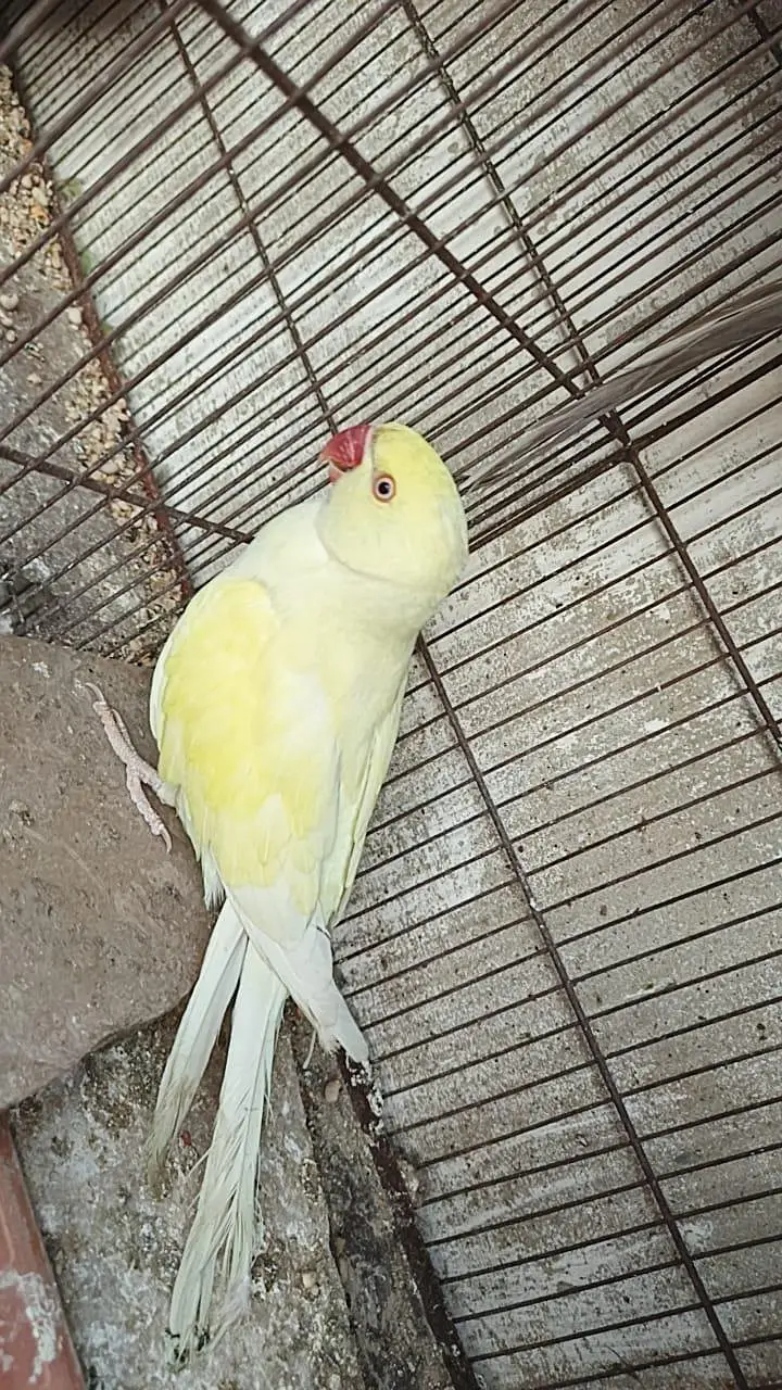 Rare Ringneck Pair for Sale – Cremo Male & Yellow  Female — photo 2