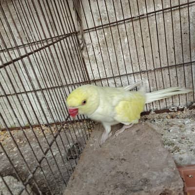 Rare Ringneck Pair for Sale – Cremo Male & Yellow  Female