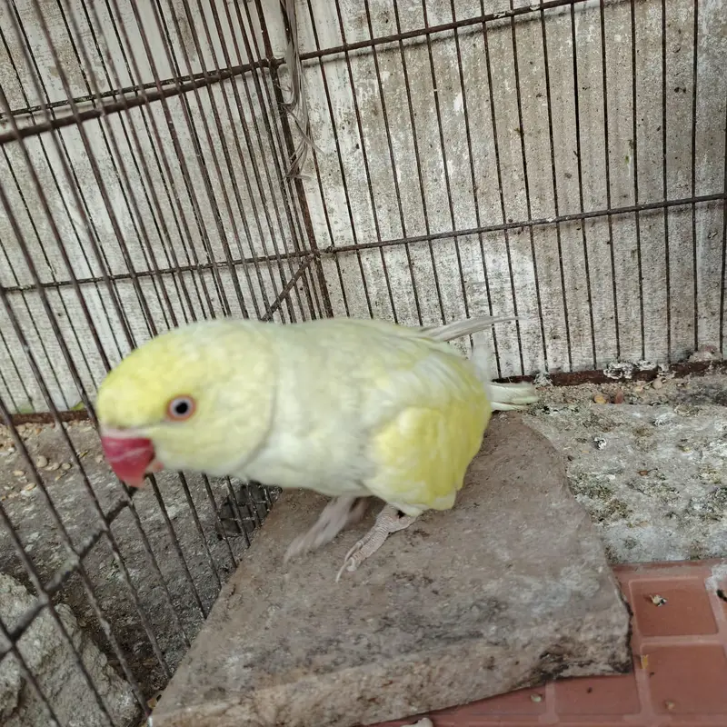 Rare Ringneck Pair for Sale – Cremo Male & Yellow  Female — photo 3