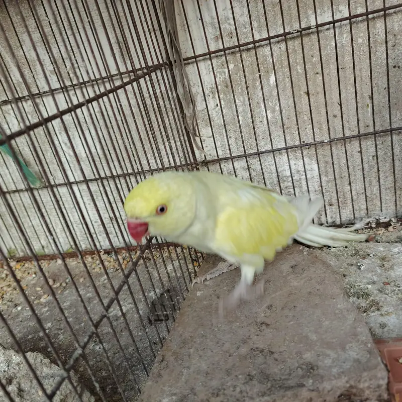 Rare Ringneck Pair for Sale – Cremo Male & Yellow  Female — photo 4