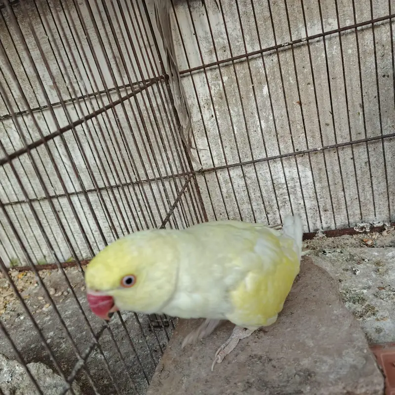 Rare Ringneck Pair for Sale – Cremo Male & Yellow  Female — photo 5