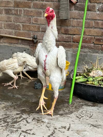 shamo female for sale