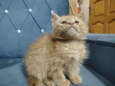 Persian ginger kitten