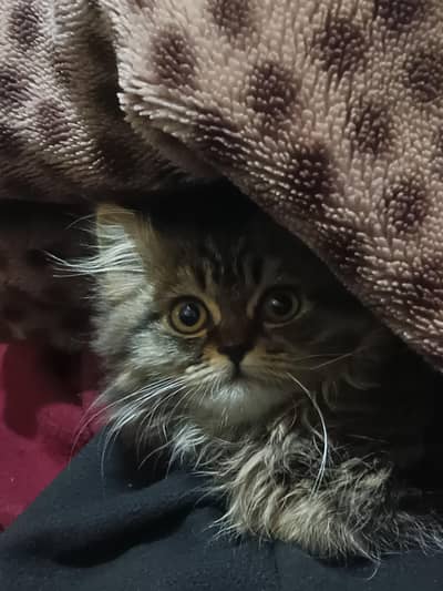 Persian Kitten