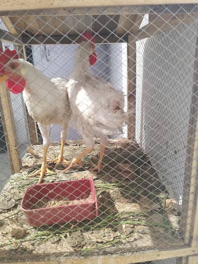 5 Adult Chickens and cage  for Sale