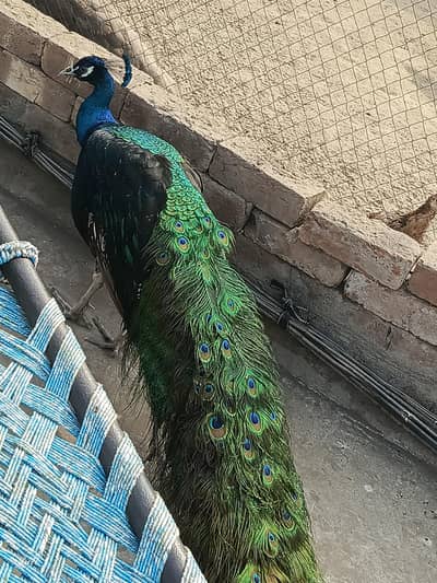 Black shoulder breader Male available