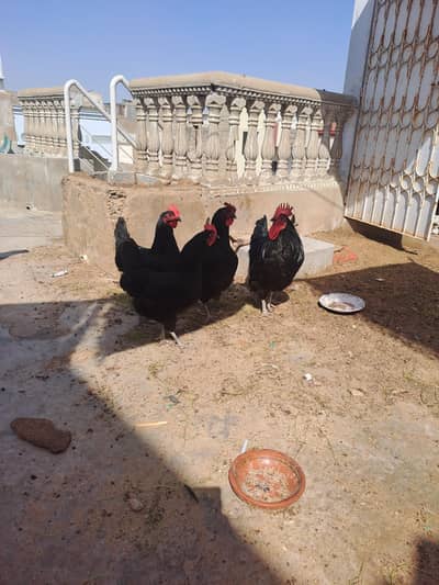 4 morghiyan 2 murghey