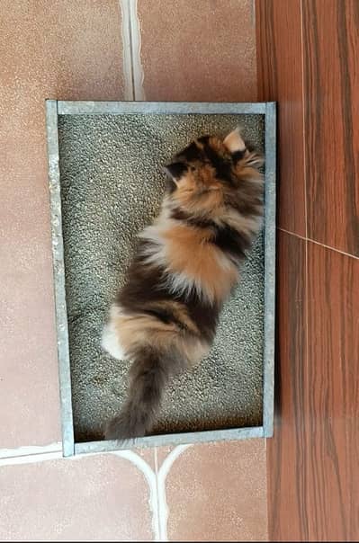 PERSIAN HIGH QUALITY KITTENS