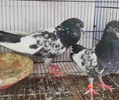 مناسب قیمت میں جس بھائی نے لینے ہوتو 0/3/1/2/9/1/3/9/2/6/3