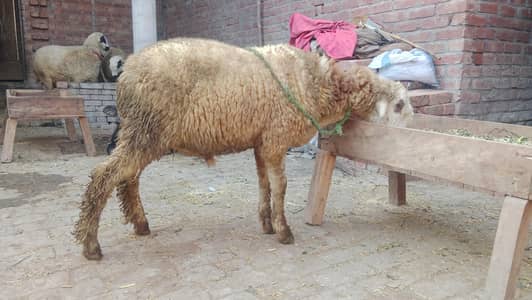 mondra chatra/ sheep / sheep for sale /