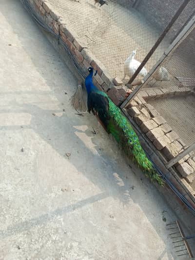 Black shoulder breader Male available