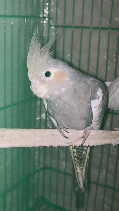 grey cocktail parrot