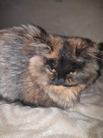 Persian Triple Coated kitten Litter Train Pet Cat In Brown,Black