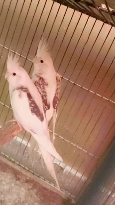 Butterfly cocktail . 03462099636