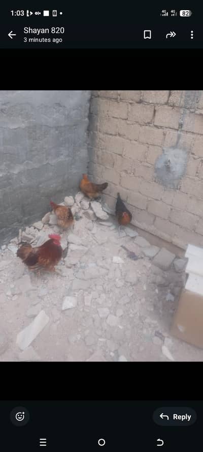 ande wale misri morgia sale Karne hen ,call is num 03132323820