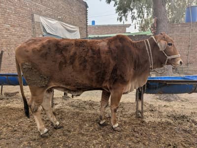 2 sahiwal cows in faisalabad